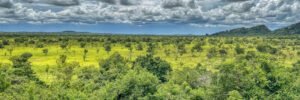 Best Travel Activities in Ghana Safari and Culture Tours.