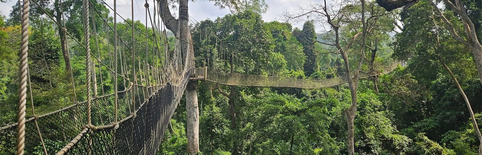 kakum national park canopy walk - cape coast - ghana