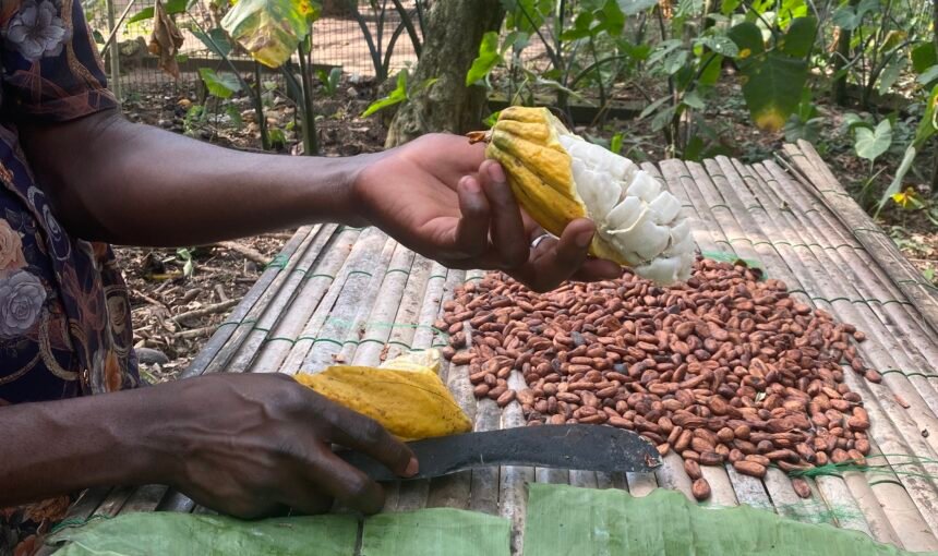 Cocoa Research Institute of Ghana tours: A Chocolate Lover’s Guide