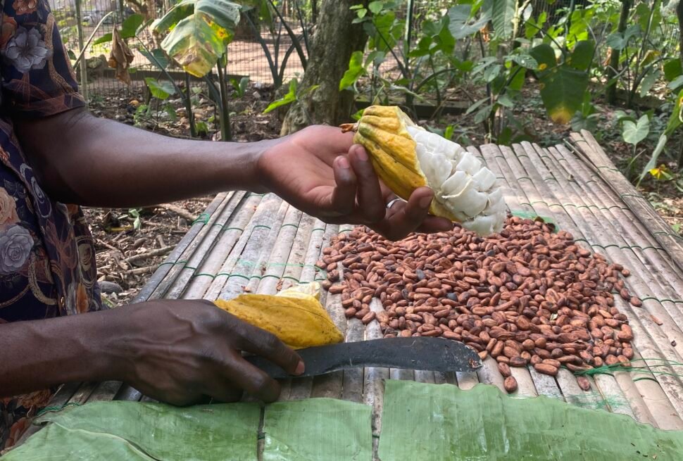 Cocoa Research Institute of Ghana tours: A Chocolate Lover's Guide - Tetteh Quarshie Cocoa Farm Exhibition Center