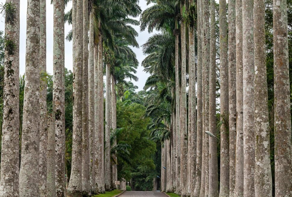 Ghana beautiful places - Aburi Botanical Gardens - Best of Africa Travels