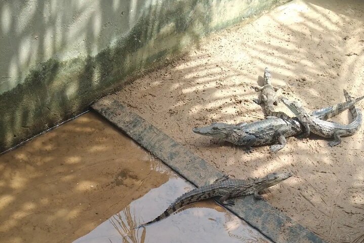 Crocodile Island Ghana: A Complete Guide to Ada Boat Trips