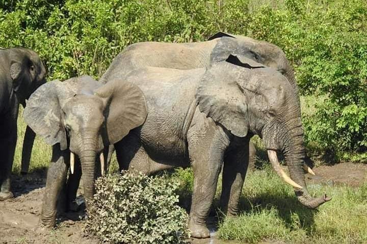 A group of elephants roaming freely during a safari Ghana expedition in Mole National Park