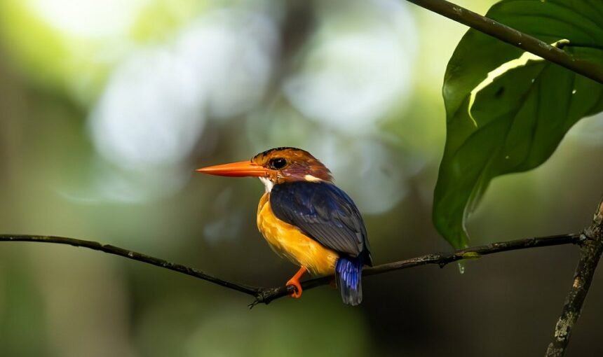 Mole National Park: The Complete Guide to Ghana Wildlife Safaris