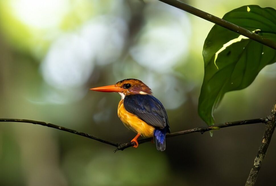Mole National Park: The Complete Guide to Ghana Wildlife Safaris