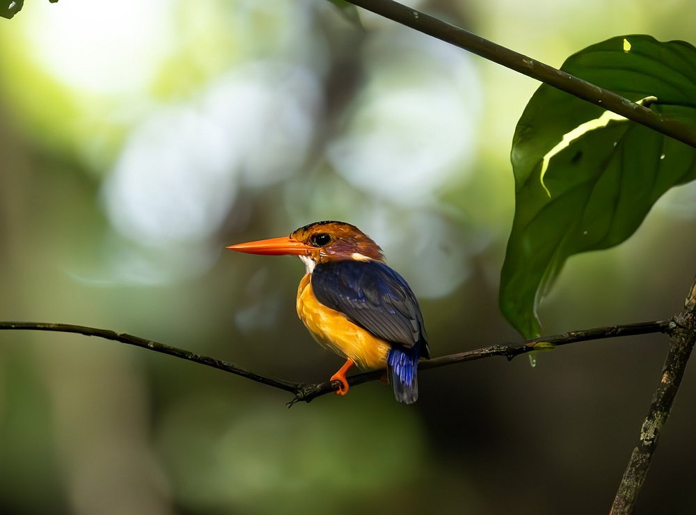 Mole National Park: The Complete Guide to Ghana Wildlife Safaris