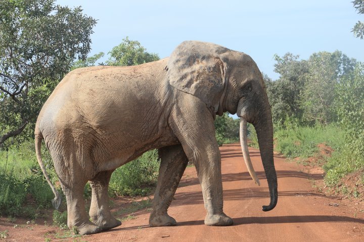 Safari Ghana: A Complete Guide to Wildlife and Parks